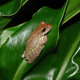 A cuban tree frogs in New Orleans.
